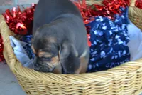 Mack, a male Puggle for sale in Greenwood, WI – Photo 1 of 7