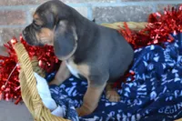 Mack, a male Puggle for sale in Greenwood, WI – Photo 3 of 7