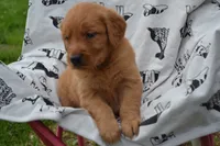 Ginger, a female Golden Retriever for sale in Greenwood, WI – 4 of 4
