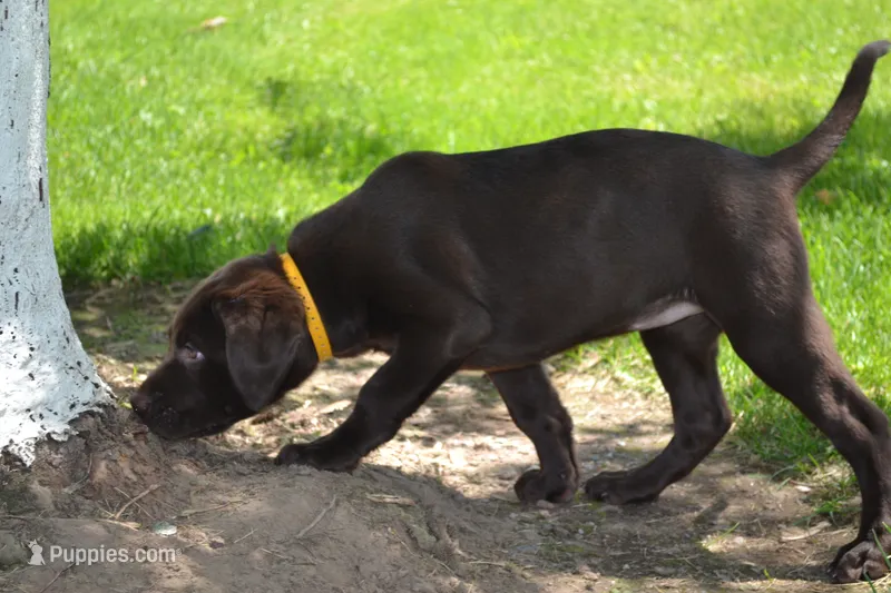 Layna – Labrador Retriever puppy for sale in Greenwood, WI