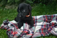 Ila, a female Labrador Retriever for sale in Greenwood, WI – 4 of 4