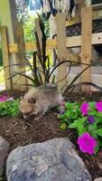 Western, a male Pomeranian for sale in Greenwood, WI – 2 of 5