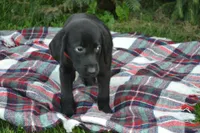 Kate, a female Labrador Retriever for sale in Greenwood, WI – 2 of 4