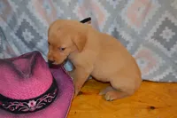 Donna, a female Labrador Retriever for sale in Greenwood, WI – 3 of 3
