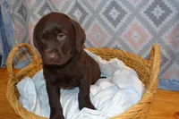 Kelly , a female Labrador Retriever for sale in Greenwood, WI – Photo 4 of 9