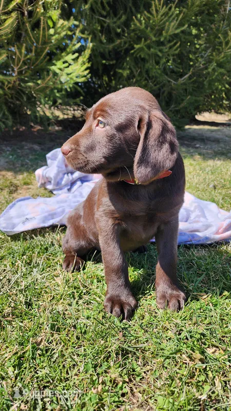 Kelly  – Labrador Retriever puppy for sale in Greenwood, WI