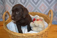 Kelly , a female Labrador Retriever for sale in Greenwood, WI – Photo 3 of 9