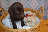 Kelly , a female Labrador Retriever for sale in Greenwood, WI – Photo 2 of 9