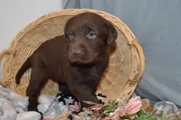 Kelly , a female Labrador Retriever for sale in Greenwood, WI – Photo 4 of 7