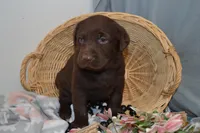 Kelly , a female Labrador Retriever for sale in Greenwood, WI – Photo 1 of 7