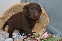 Kelly , a female Labrador Retriever for sale in Greenwood, WI – Photo 2 of 7