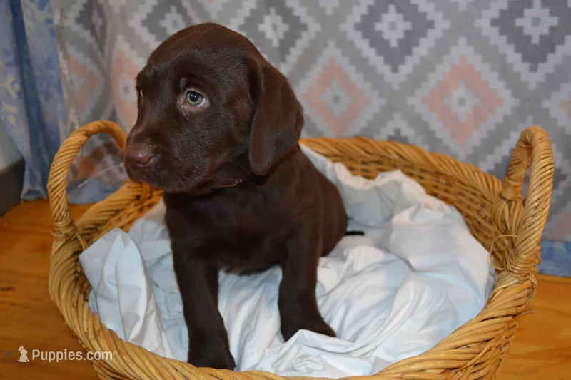 Kelly  – Labrador Retriever puppy for sale in Greenwood, WI