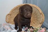 Kelly , a female Labrador Retriever for sale in Greenwood, WI – Photo 3 of 7