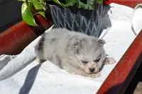 Wynter, a female Pomeranian for sale in Greenwood, WI – 4 of 8