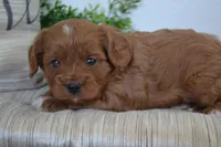 Prince, a male Cavapoo for sale in Greenwood, WI – 3 of 5