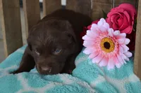 Lola, a female Labrador Retriever for sale in Greenwood, WI – 3 of 4