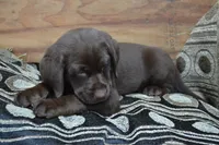 Londa, a female Labrador Retriever for sale in Greenwood, WI – 3 of 4