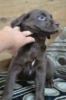Londa, a female Labrador Retriever for sale in Greenwood, WI – 4 of 4