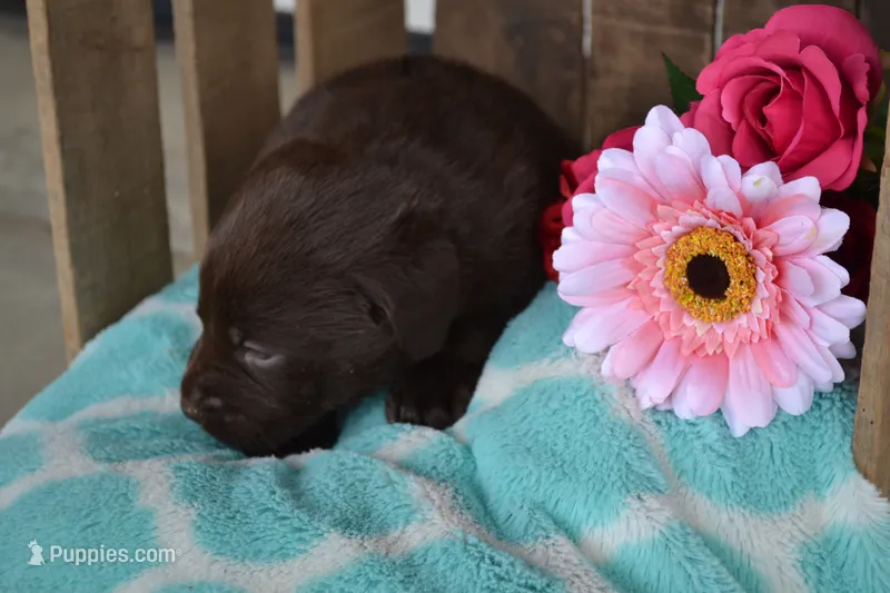 Layna – Labrador Retriever puppy for sale in Greenwood, WI