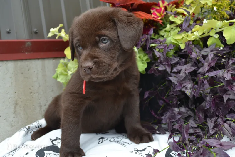 Lola – Labrador Retriever puppy for sale in Greenwood, WI