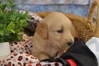 Beena, a female Golden Retriever for sale in Greenwood, WI – Photo 3 of 6