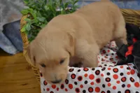 Beena, a female Golden Retriever for sale in Greenwood, WI – Photo 4 of 6