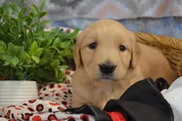 Beena, a female Golden Retriever for sale in Greenwood, WI – Photo 2 of 6
