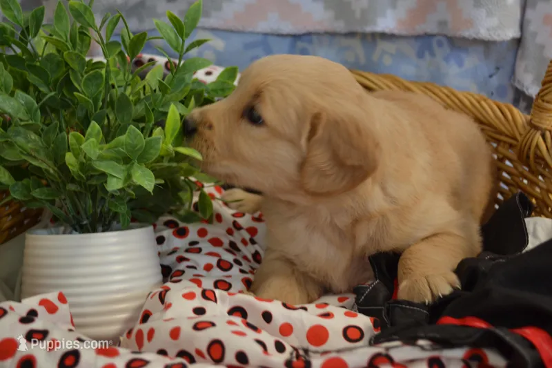 Beena – Golden Retriever puppy for sale in Greenwood, WI