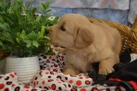 Beena, a female Golden Retriever for sale in Greenwood, WI – Photo 1 of 6