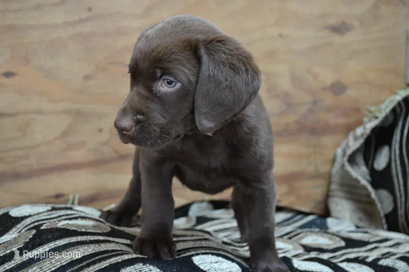 Lizzie – Labrador Retriever puppy for sale in Greenwood, WI