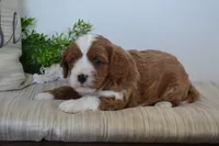 Pebbles, a male Cavapoo for sale in Greenwood, WI – 5 of 7
