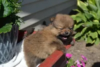 Winx, a male Pomeranian for sale in Greenwood, WI – 3 of 8