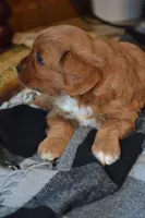 Kiwi, a female Cavapoo for sale in Greenwood, WI – 2 of 6