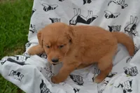 Rylie, a female Golden Retriever for sale in Greenwood, WI – 4 of 4