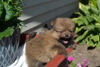 Winx, a male Pomeranian for sale in Greenwood, WI – 5 of 8