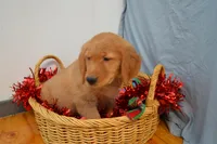 processed/77dbec85-72ab-4230-9505-024591cdf4f3/listing/4d58ad08-622f-4b69-97c1-e4eed1fd2019/5138b519-d901-4e5c-981f-52da8499d8ff