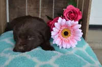 Lynsey, a female Labrador Retriever for sale in Greenwood, WI – 4 of 4