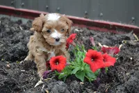 Casey, a male Cavapoo and Poodle - Miniature  for sale in Greenwood, WI – 4 of 4