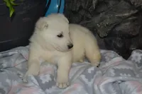 Spring, a female German Shepherd Dog for sale in Greenwood, WI – Photo 4 of 9