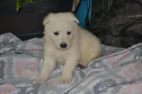 Spring, a female German Shepherd Dog for sale in Greenwood, WI – Photo 2 of 9