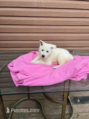 Spring – German Shepherd Dog puppy for sale in Greenwood, WI