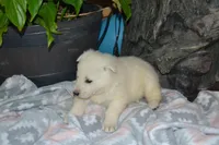 Spring, a female German Shepherd Dog for sale in Greenwood, WI – Photo 5 of 9