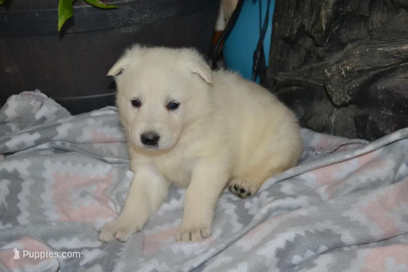 Spring – German Shepherd Dog puppy for sale in Greenwood, WI