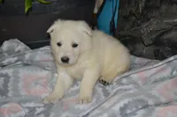 Spring, a female German Shepherd Dog for sale in Greenwood, WI – Photo 1 of 9