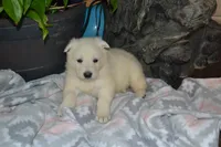 Spring, a female German Shepherd Dog for sale in Greenwood, WI – Photo 3 of 9