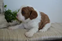 Patches, a male Cavapoo for sale in Greenwood, WI – 4 of 6