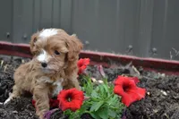Casey, a male Cavapoo and Poodle - Miniature  for sale in Greenwood, WI – 3 of 4