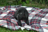 Kate, a female Labrador Retriever for sale in Greenwood, WI – 4 of 4