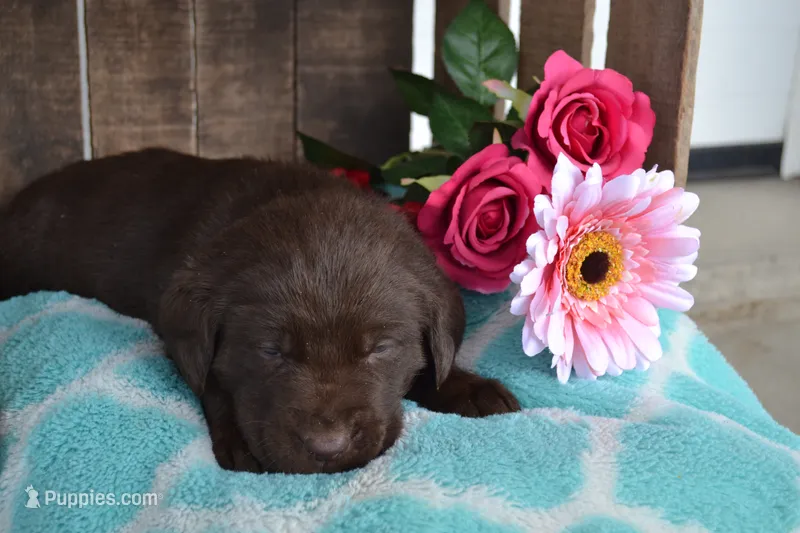 Lynsey – Labrador Retriever puppy for sale in Greenwood, WI