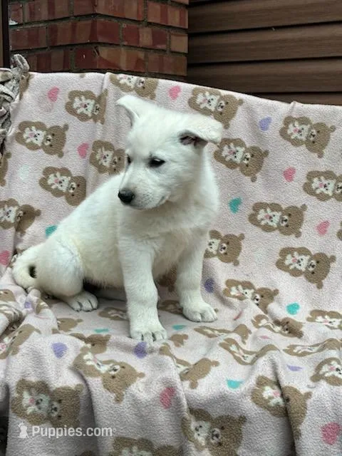 Sasha – German Shepherd Dog puppy for sale in Greenwood, WI